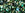 Beads Retail sales cc3209 - Toho beads mix bonsai-green/black (10g)