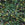 Beads Retail sales Miyuki Delica 11/0 ever green mix (5g)