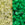 Beads wholesaler  - cc2721 - Toho beads 11/0 Glow in the dark yellow/bright green (10g)