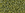 Beads Retail sales cc2631F - Toho beads 11/0 semi glazed rainbow Olive (10g)